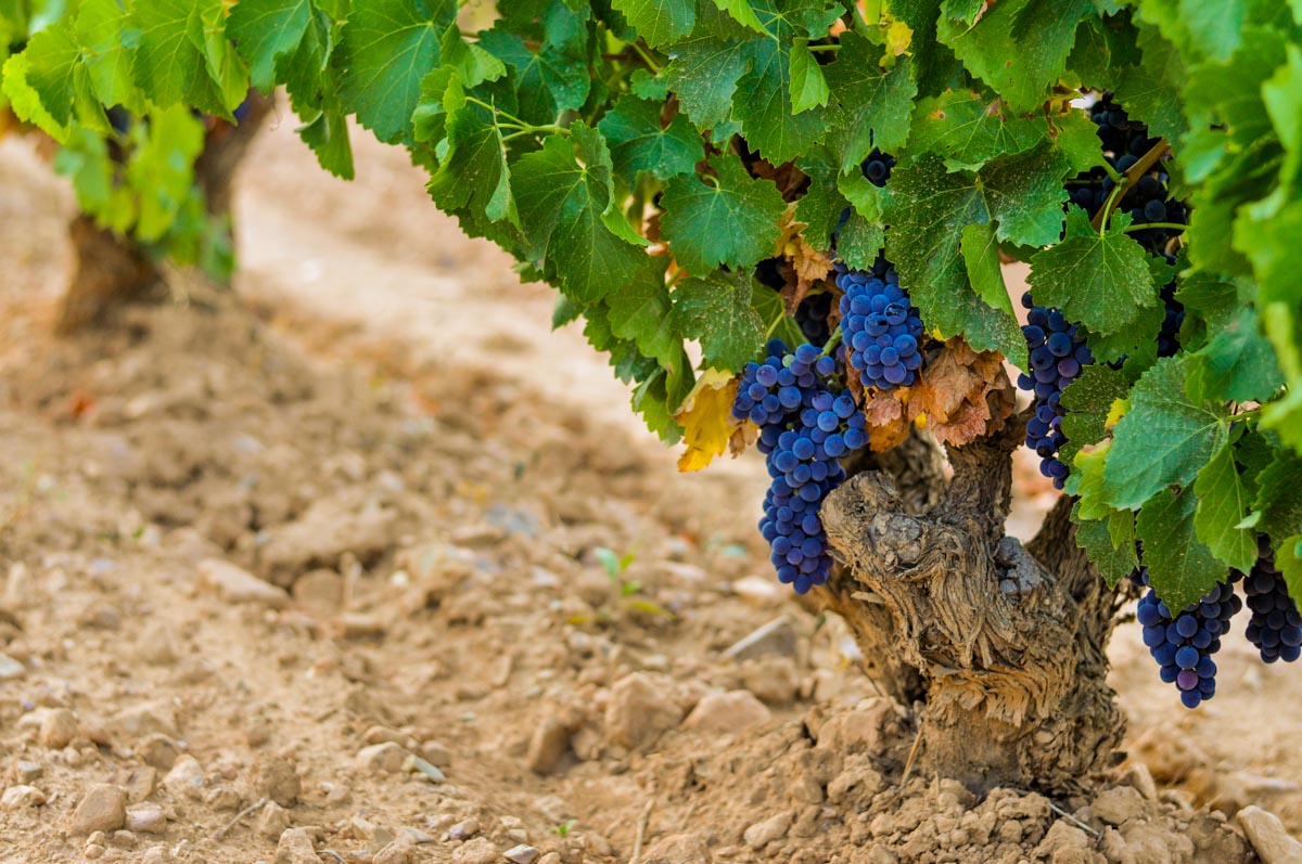 La Garnacha forma parte de nuestra historia porque forma parte de la historia de Cariñena. Durante generaciones hemos aprendido a interpretar cada parcela para expresar la personalidad de una variedad que encuentra aquí uno de sus hogares más auténticos.